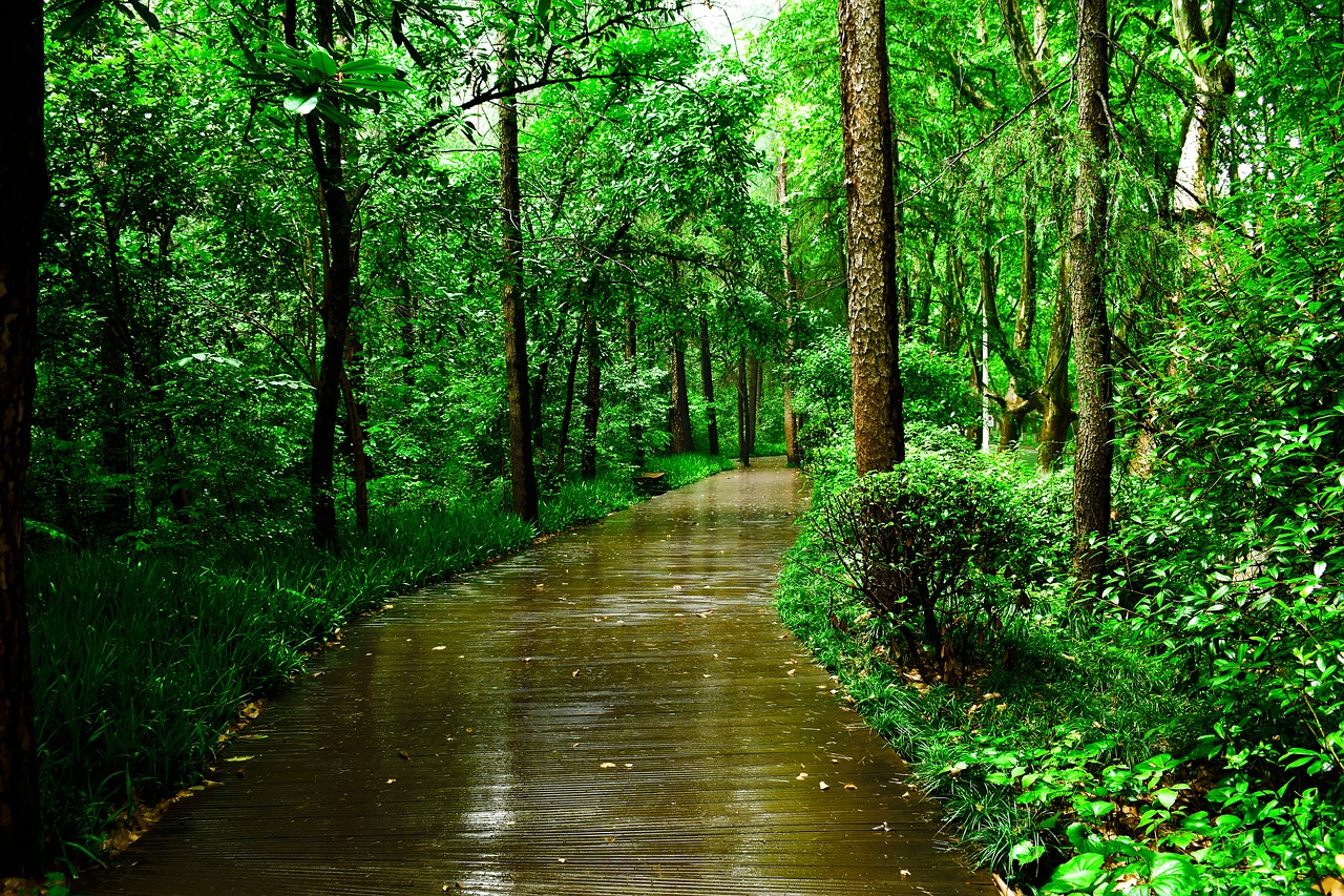 Hiking the Remote Trails of the Appalachian Mountains